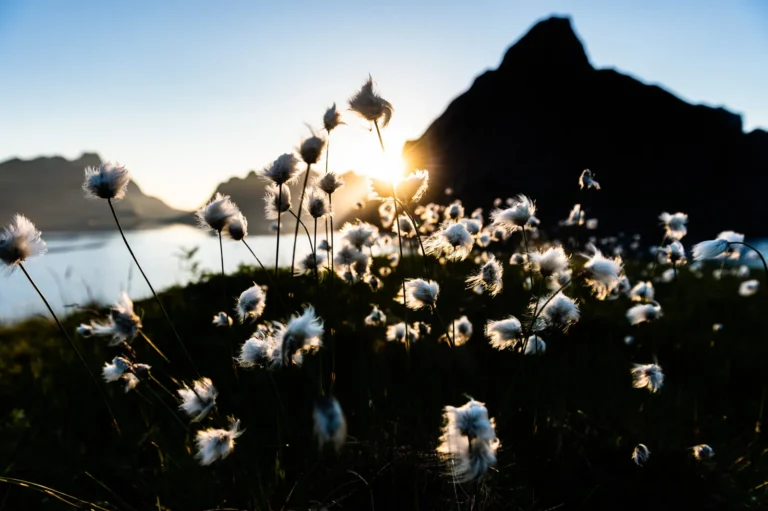 estate grant application bc