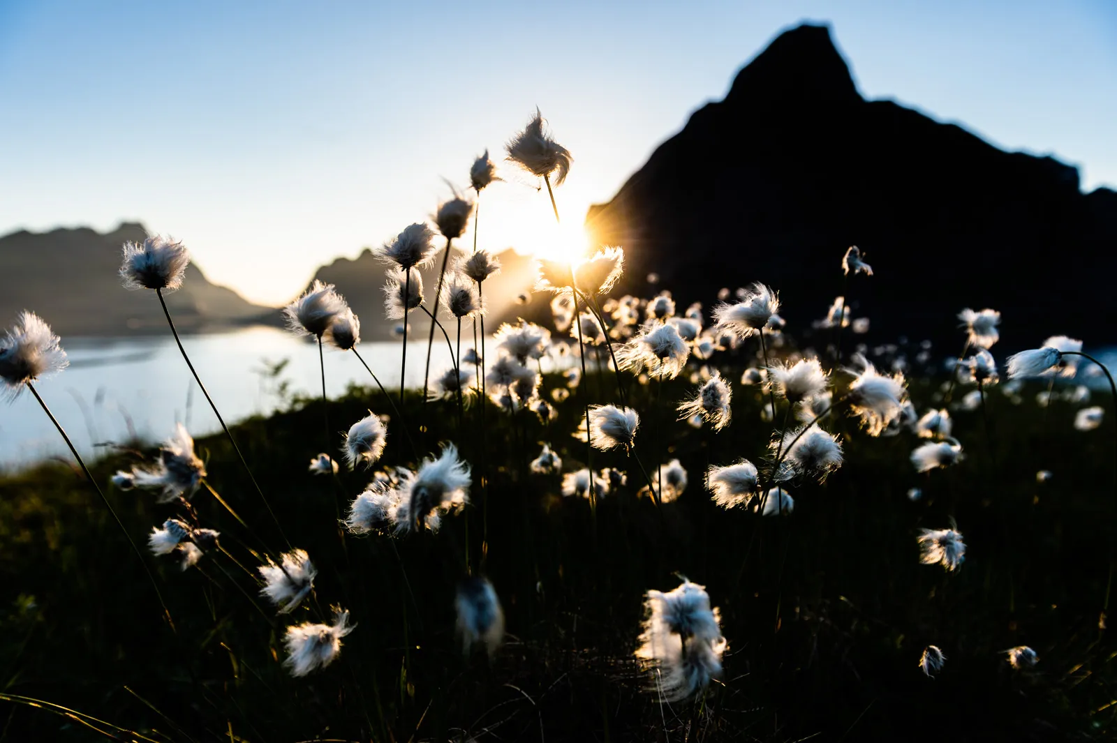 estate grant application bc